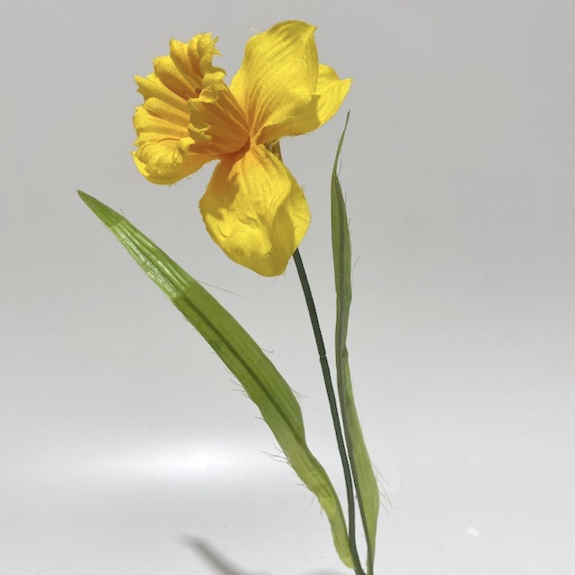 FLOWER, Daffodil - Yellow